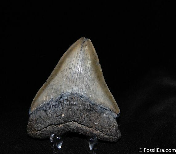 Inch Megalodon Tooth - Mega Shark #51